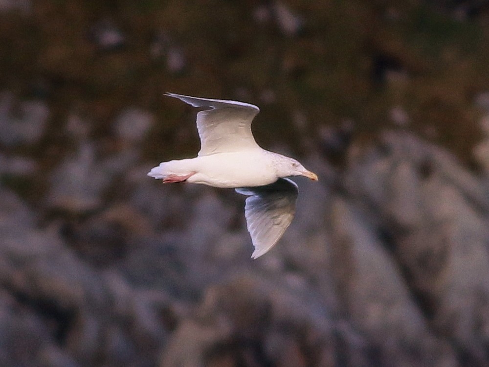 北極鷗 - ML646582825