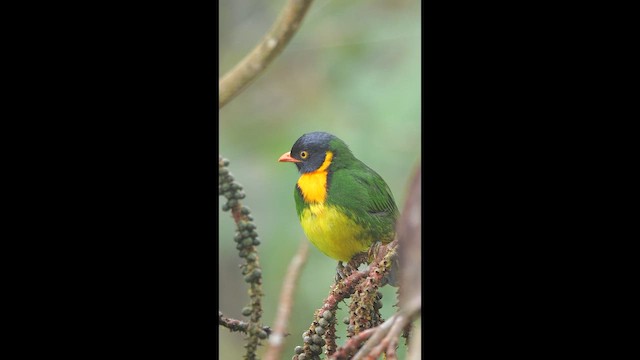 Orange-breasted Fruiteater - ML646582827