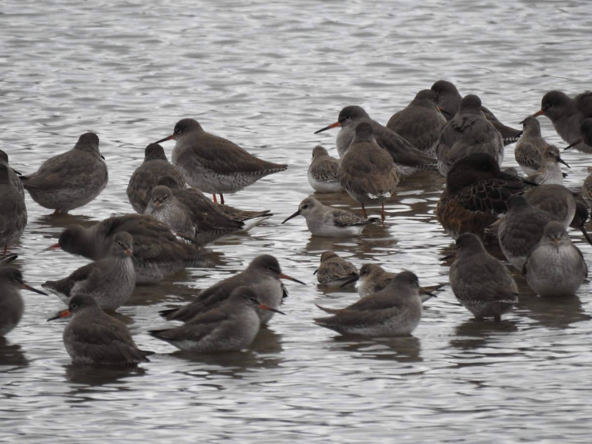 Piovanello pancianera - ML646582828