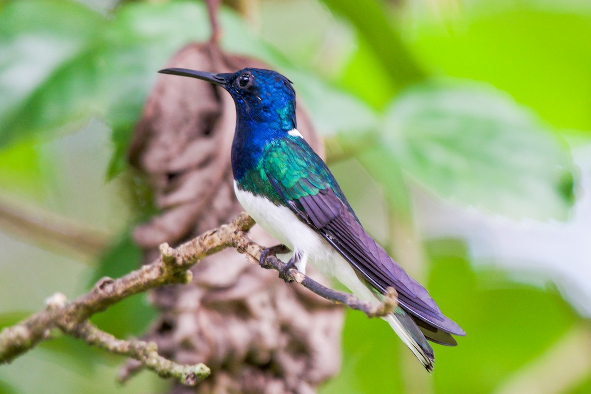 White-necked Jacobin - ML646582830