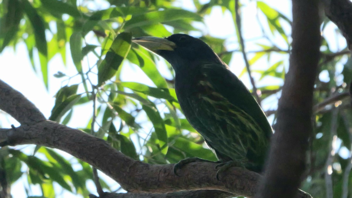 Great Barbet - ML646582833