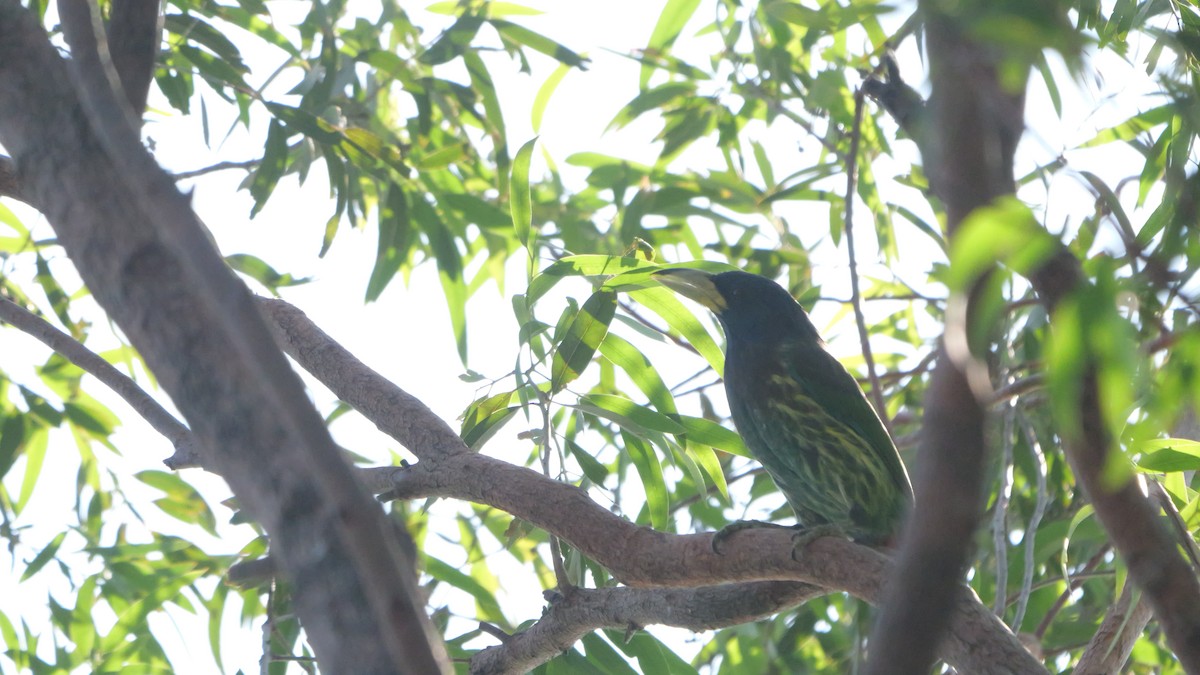 Great Barbet - ML646582835
