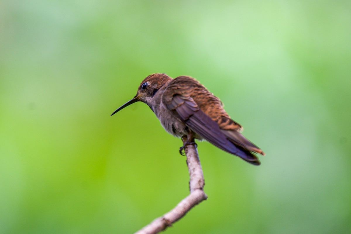 Brown Violetear - ML646582838