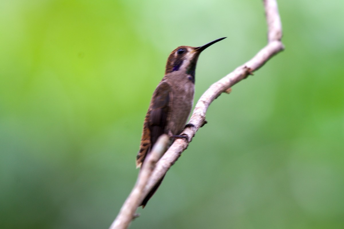 Brown Violetear - ML646582839