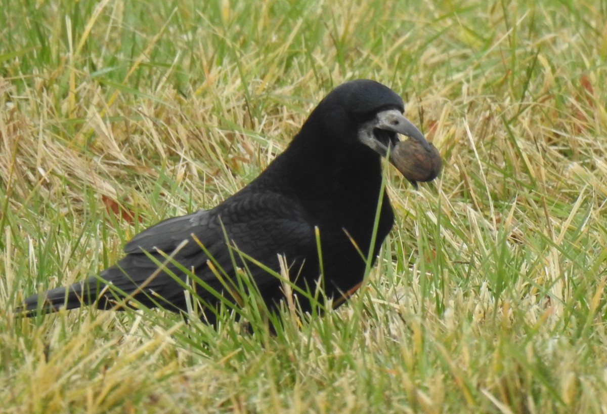 Saatkrähe - ML646582844