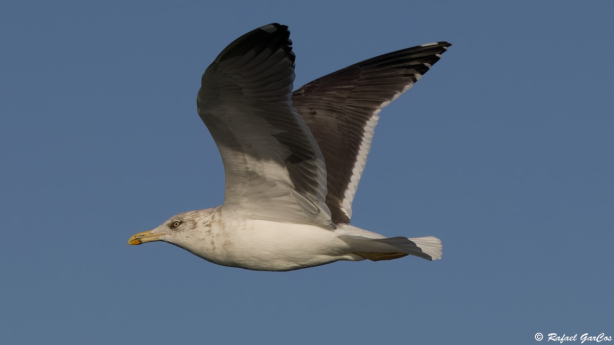 Lesser Black-backed Gull - ML646582845