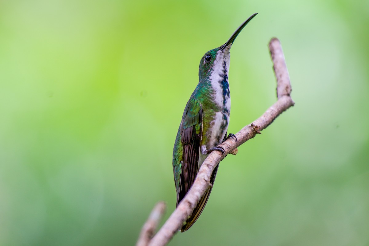 Green-breasted Mango - ML646582846