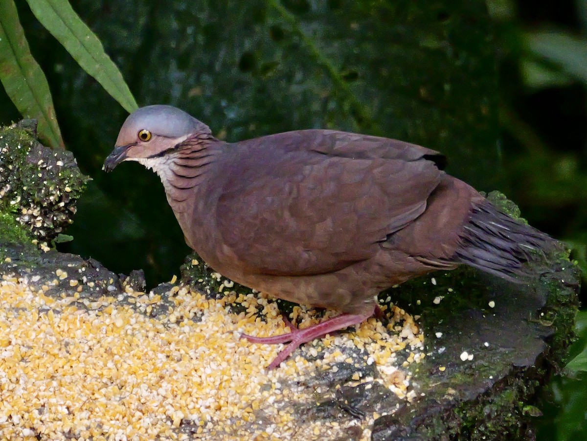 White-throated Quail-Dove - ML646582849