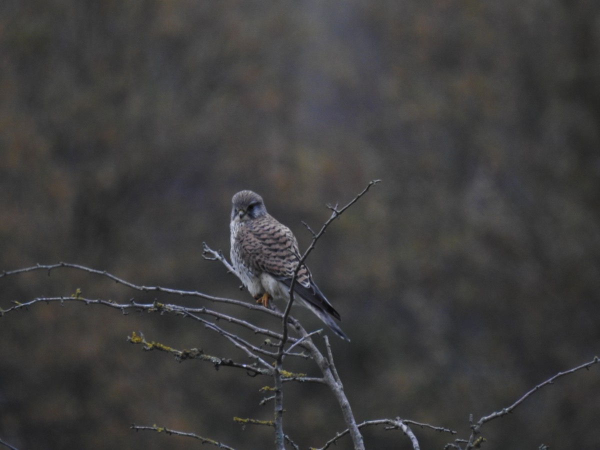 Gheppio - ML646582854