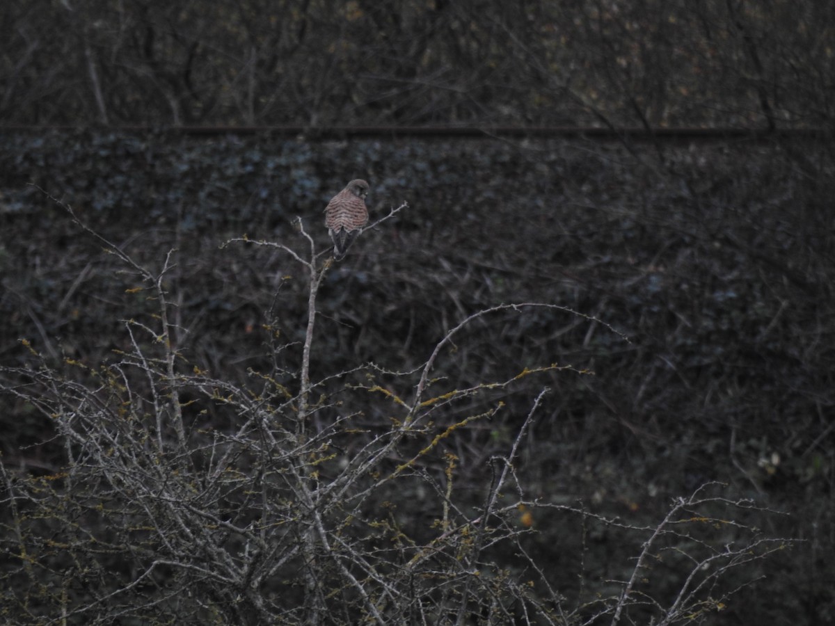 Gheppio - ML646582855