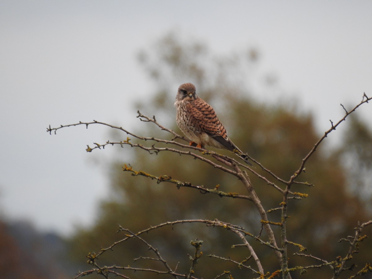 Gheppio - ML646582856