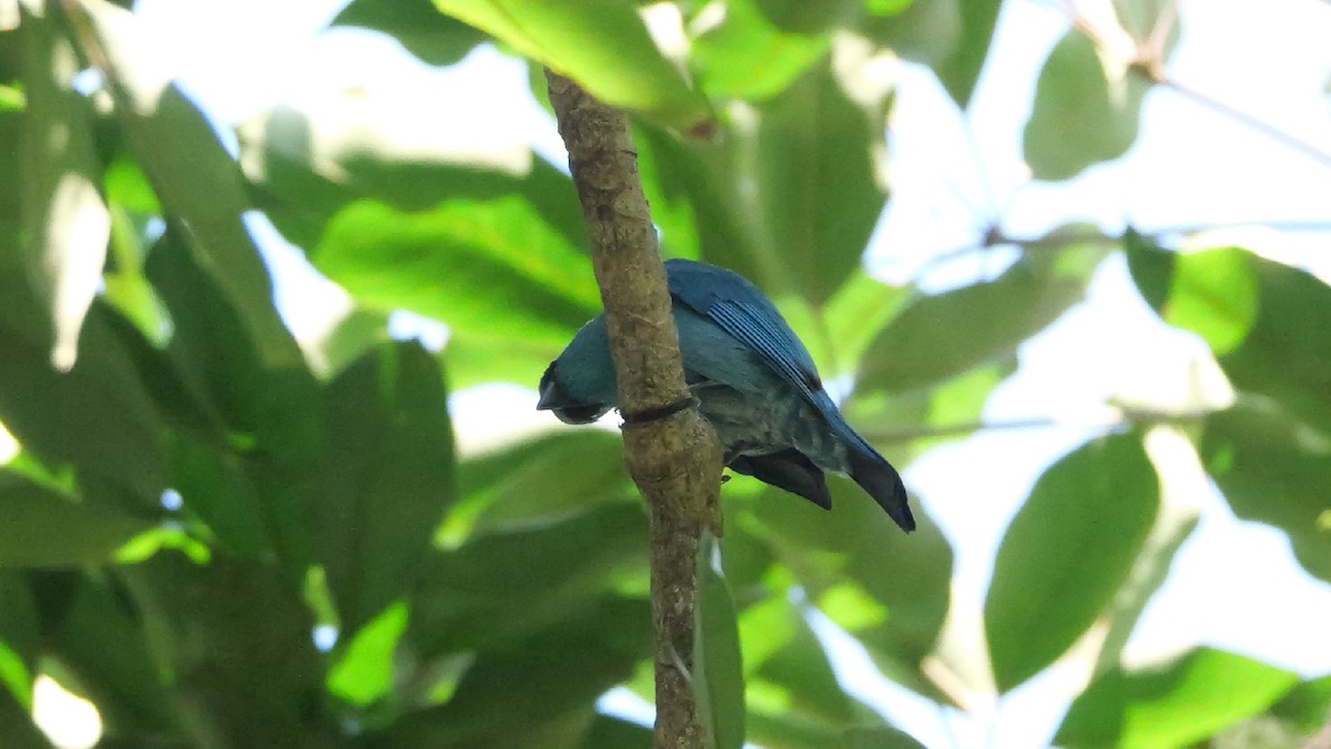 Verditer Flycatcher - ML646582857