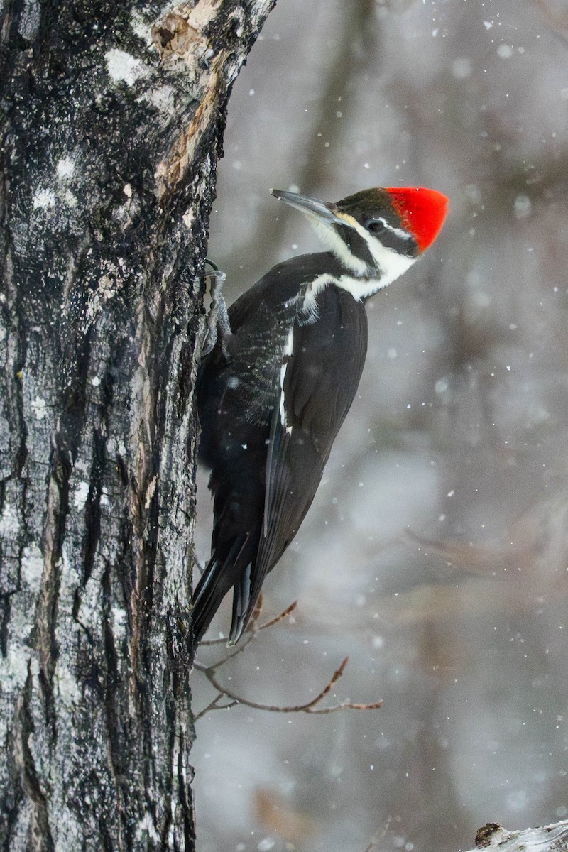 Pileated Woodpecker - ML646582858