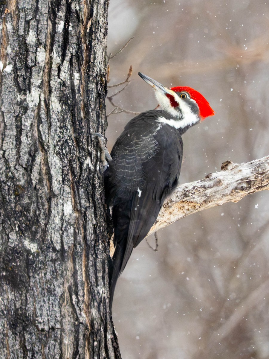 Pileated Woodpecker - ML646582859