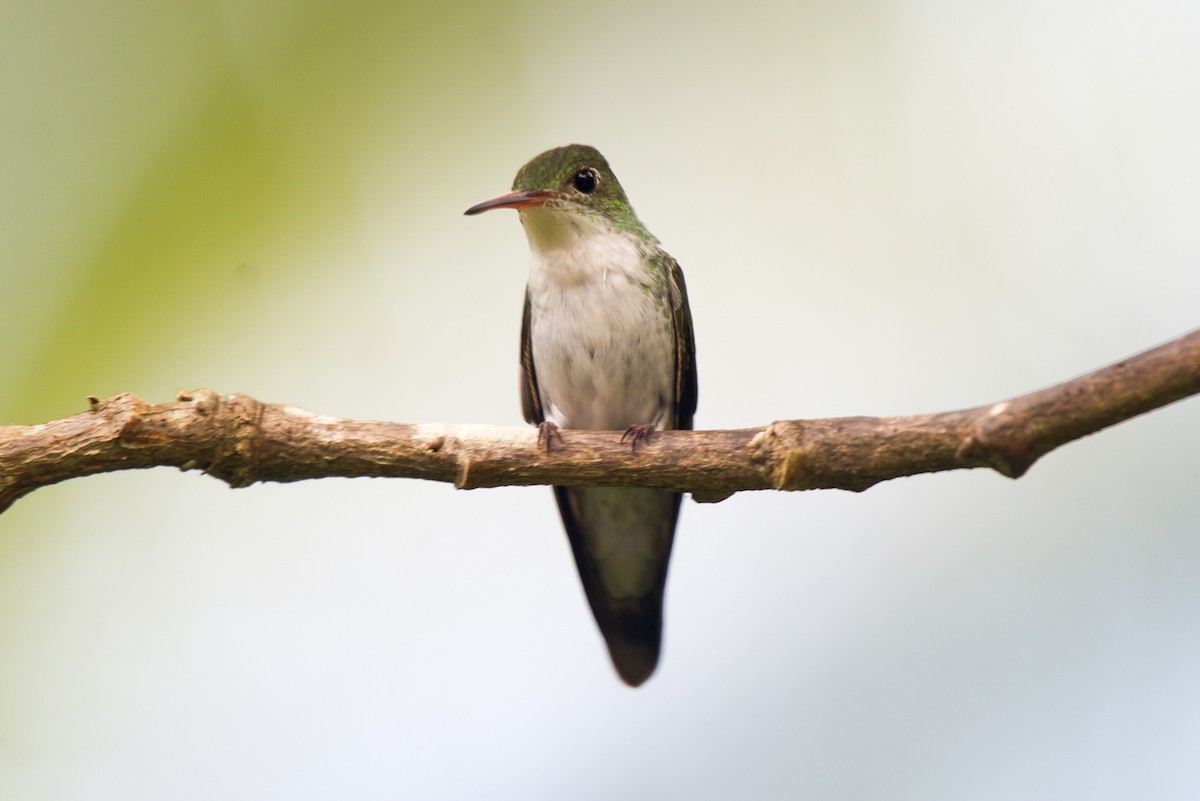 White-bellied Emerald - ML646582861