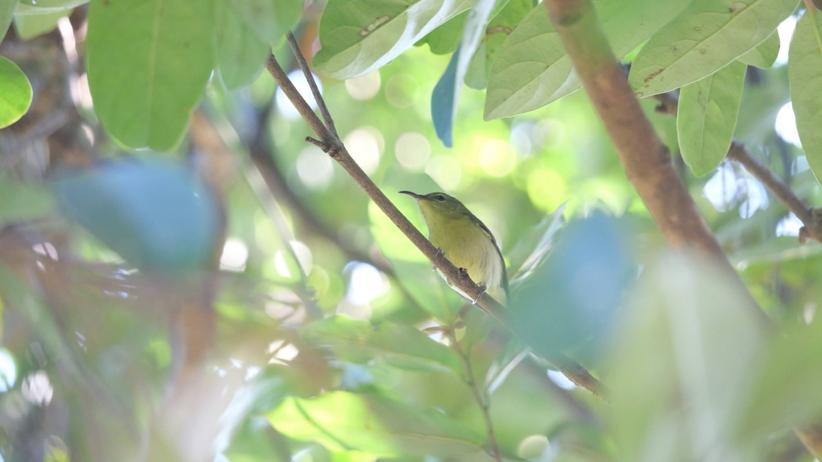 Fork-tailed Sunbird - ML646582863