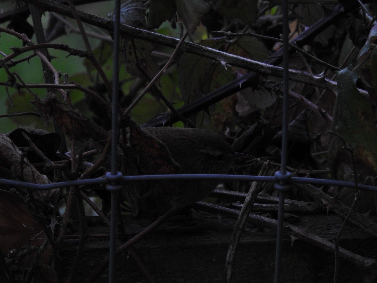 Scricciolo - ML646582864