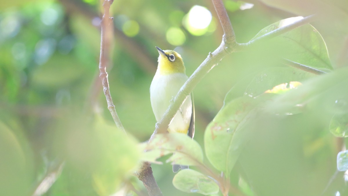 Swinhoe's White-eye - ML646582869