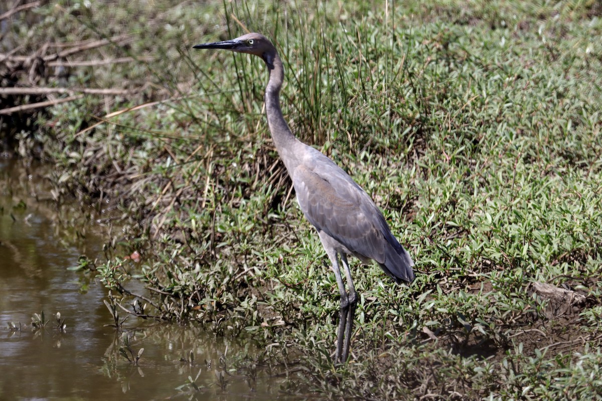 Reddish Egret - ML646582870