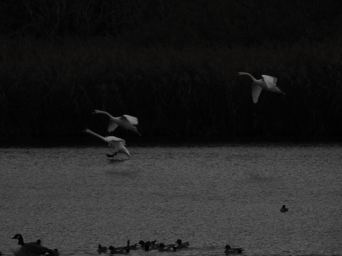 Cigno reale - ML646582883