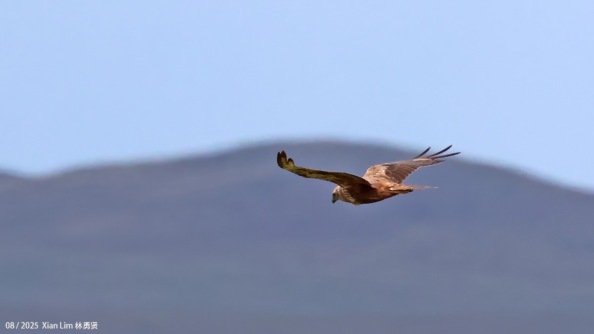 チュウヒ - ML646582889