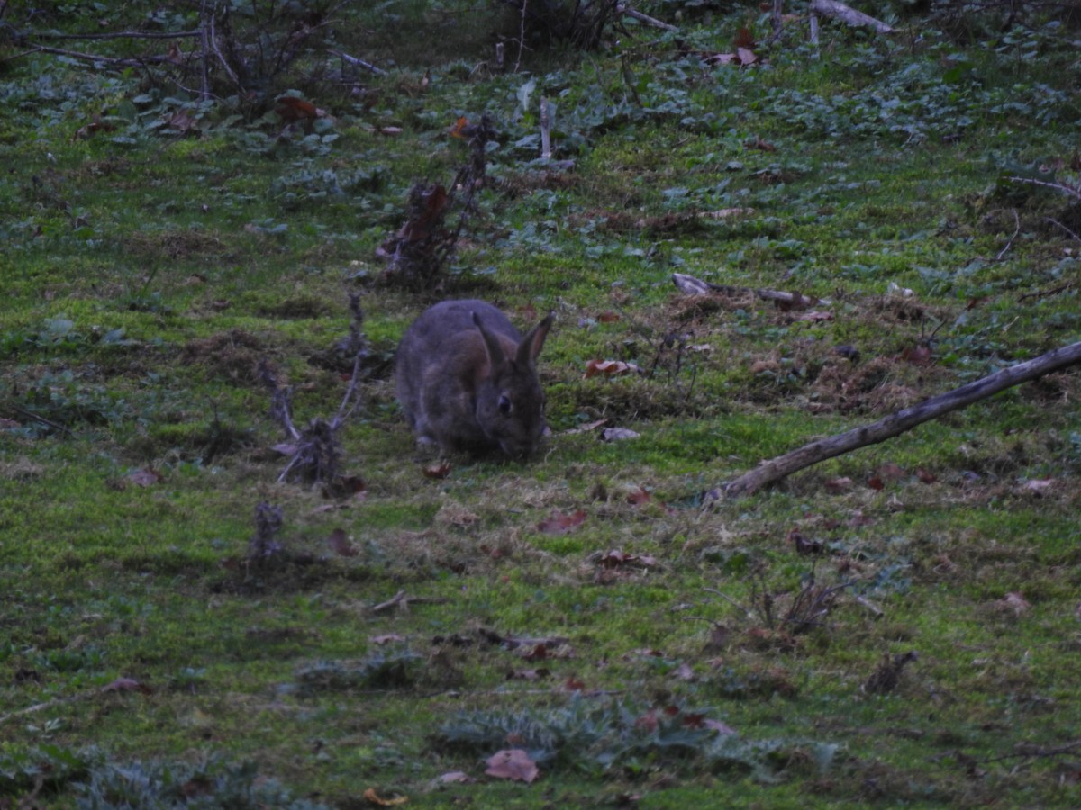 Coniglio selvatico europeo - ML646582896