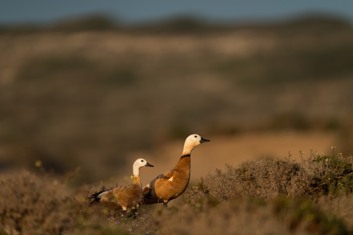 rustand - ML646582903