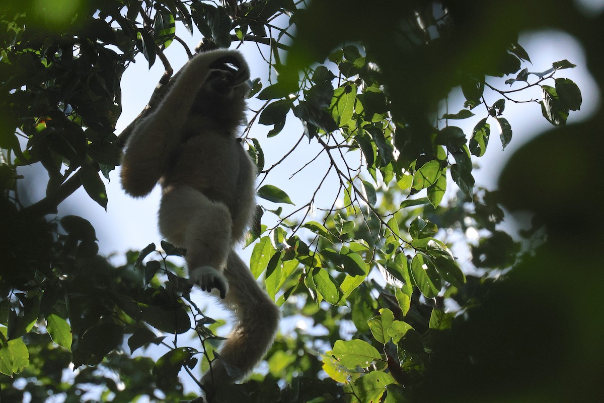 Lar Gibbon - ML646582907