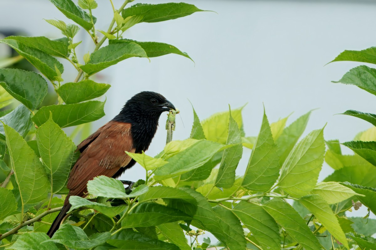 Lesser Coucal - ML646582910