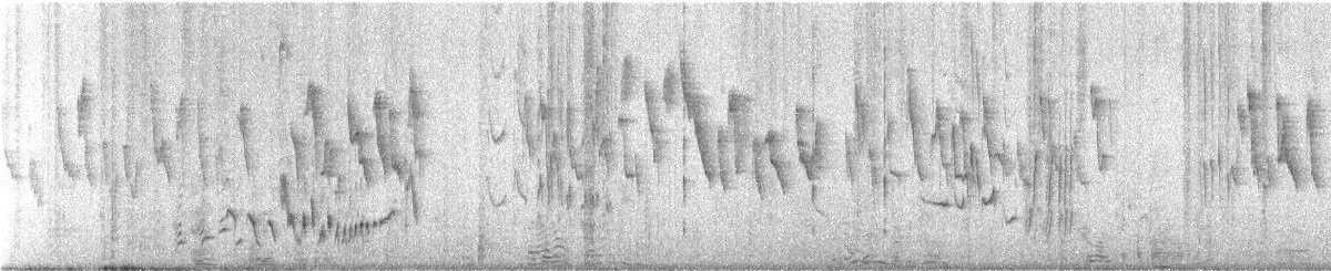 White-rumped Shama - ML646582911