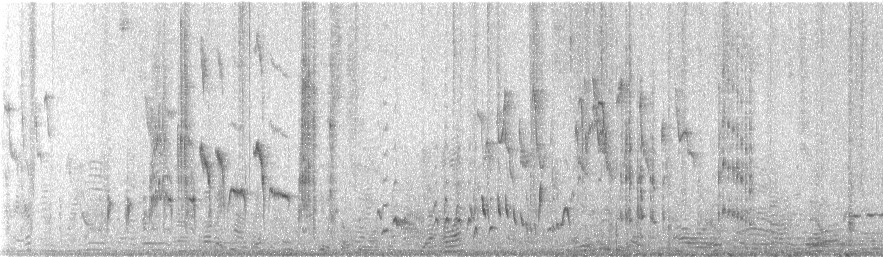 White-rumped Shama - ML646582912