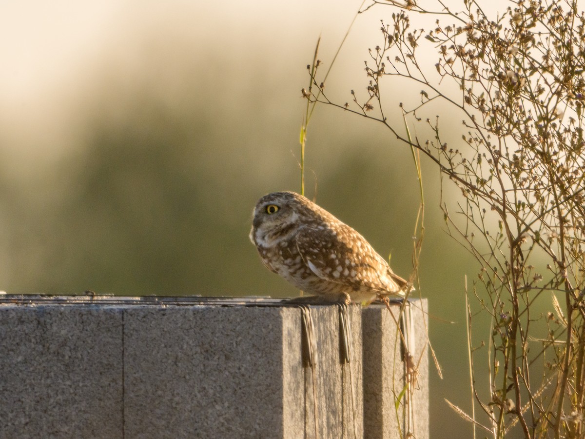 Burrowing Owl - ML646582917