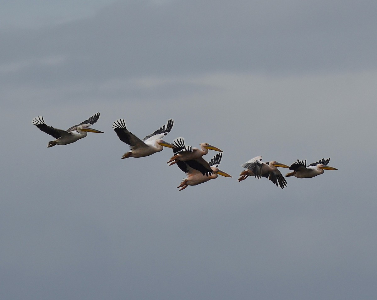 Ak Pelikan - ML646582919