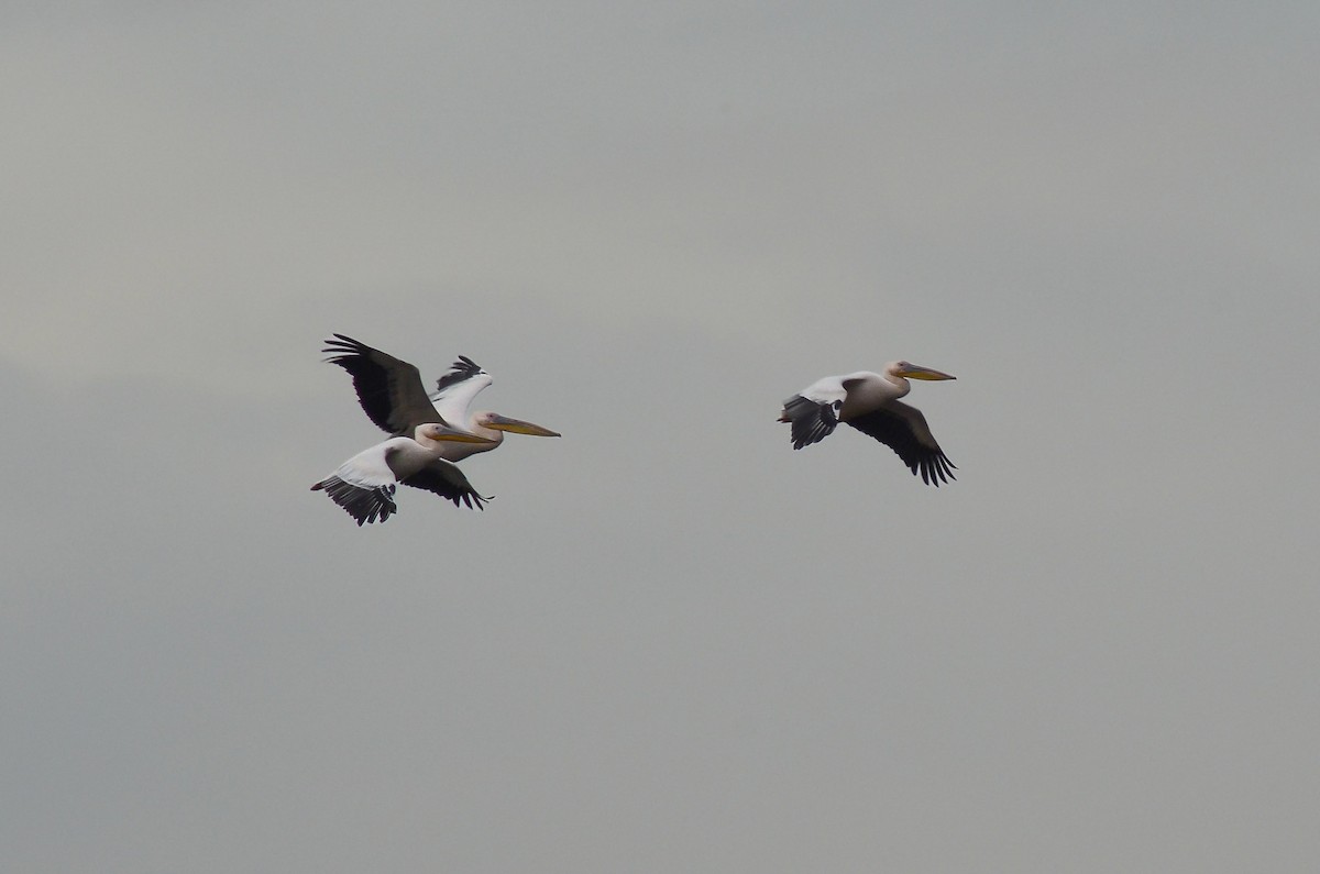 Ak Pelikan - ML646582920