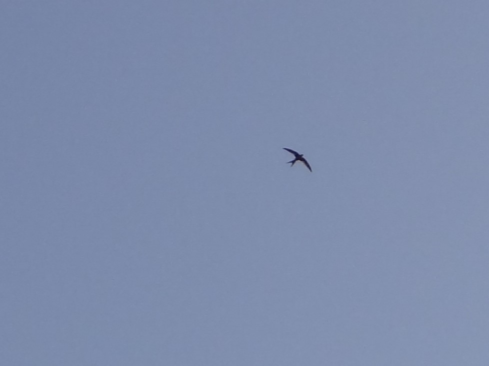 asiapalmeseiler - ML646582923