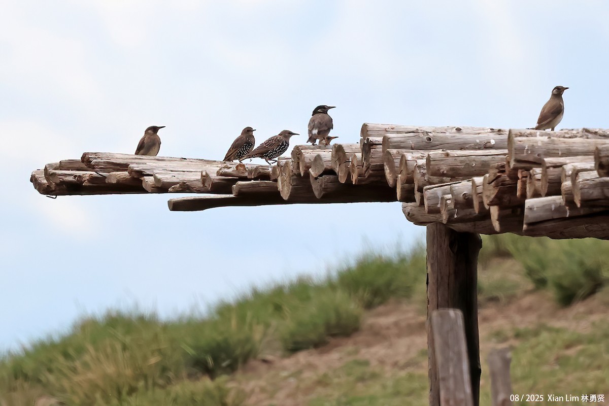 ホシムクドリ - ML646582926