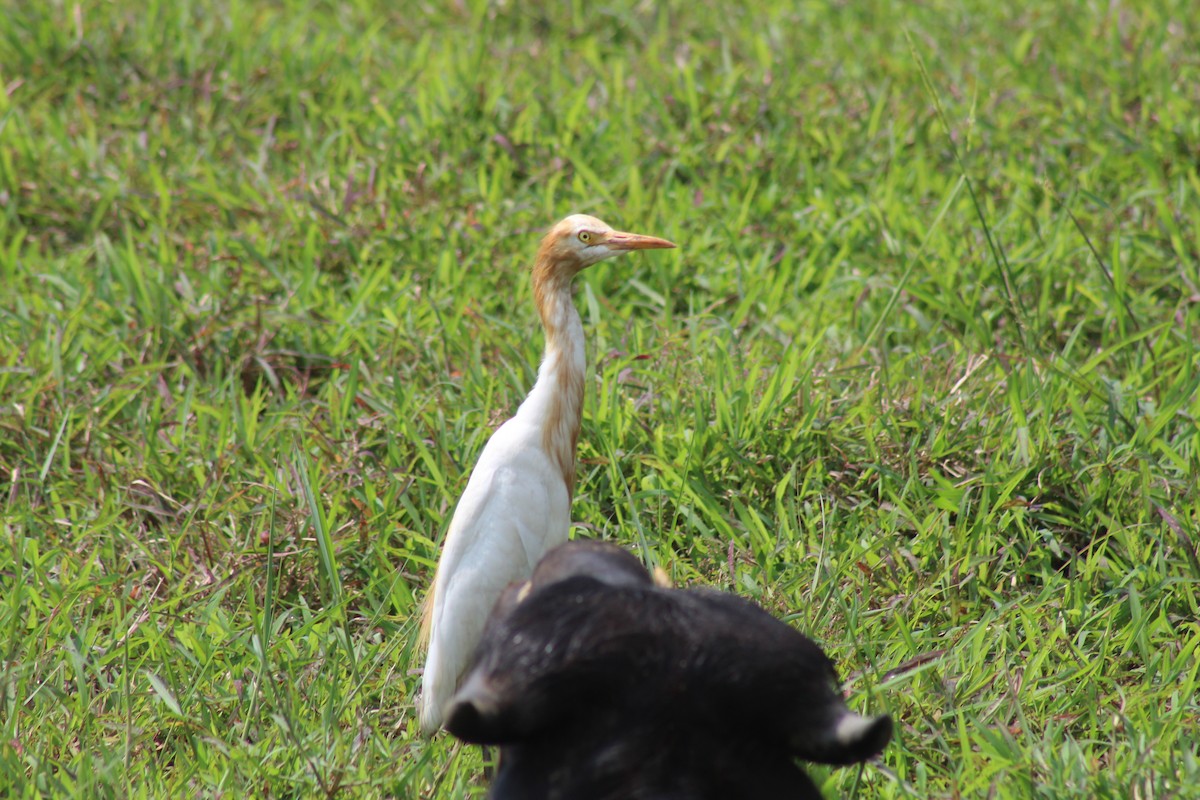 Eastern Cattle-Egret - ML646582927