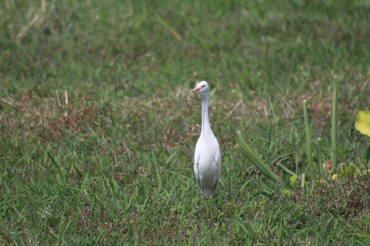 Eastern Cattle-Egret - ML646582928