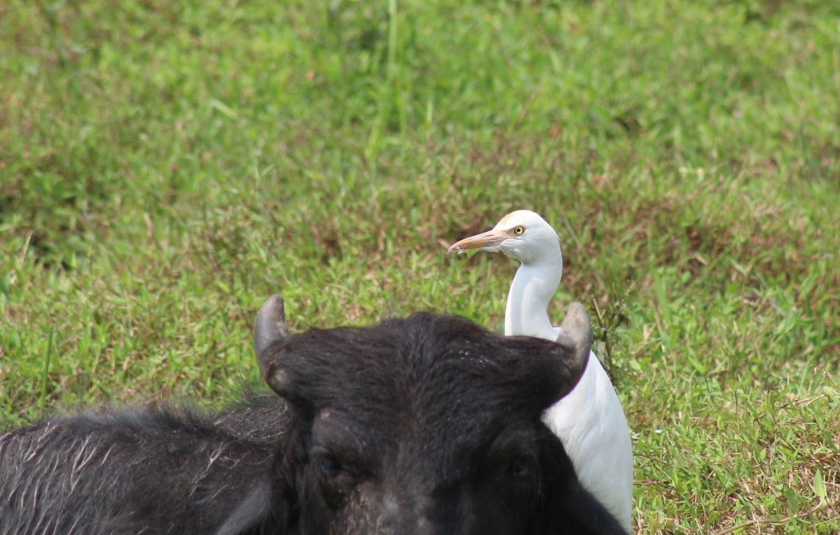 Eastern Cattle-Egret - ML646582929
