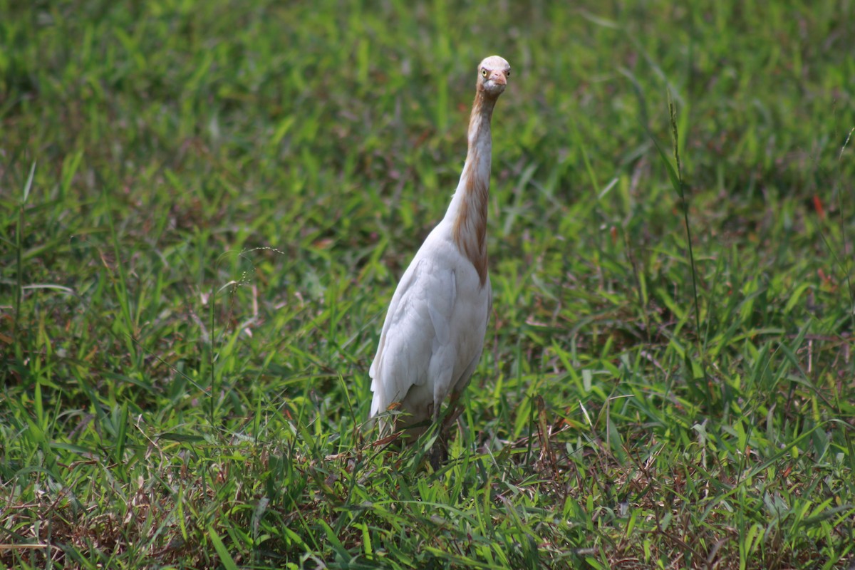 Eastern Cattle-Egret - ML646582930