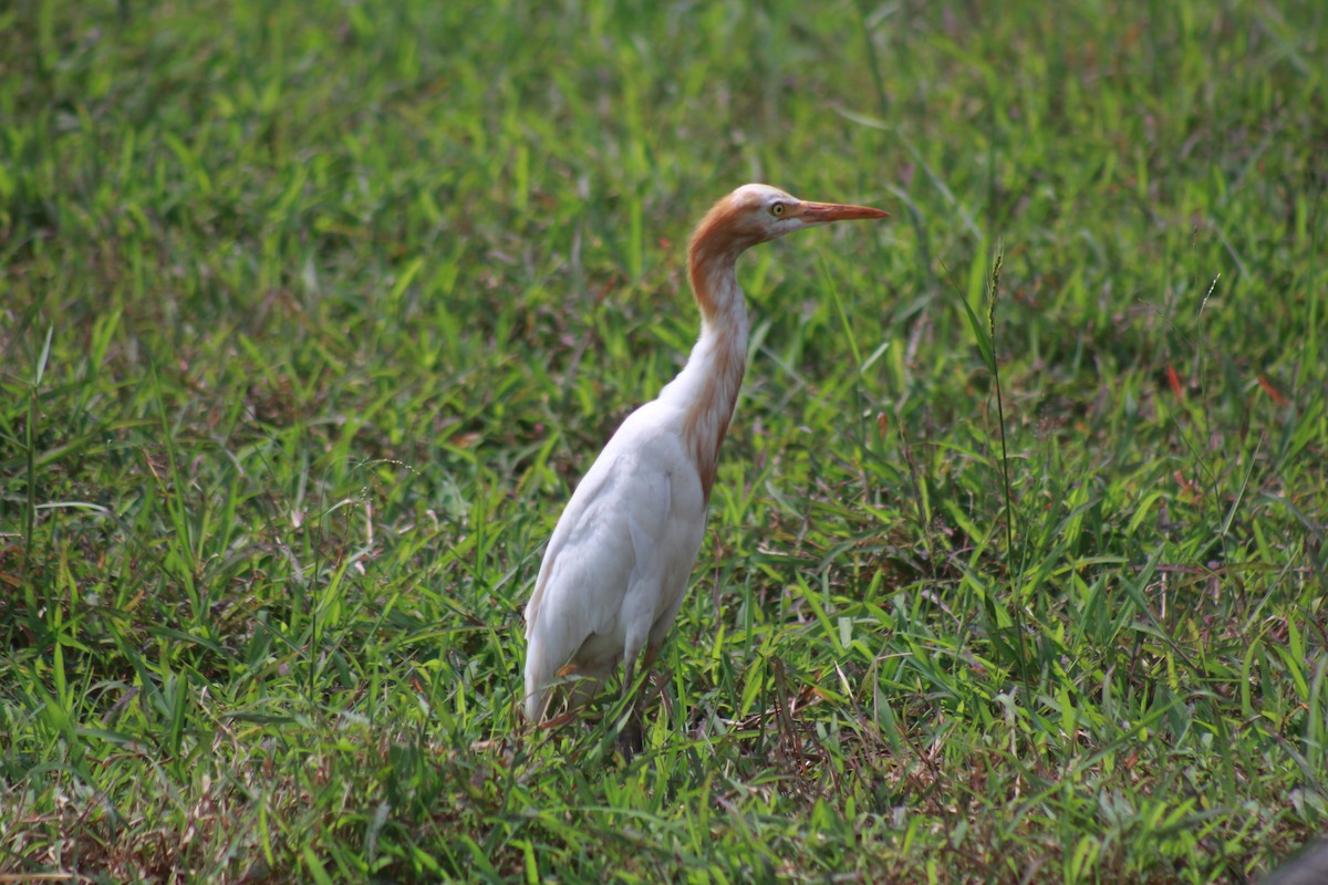 Eastern Cattle-Egret - ML646582932