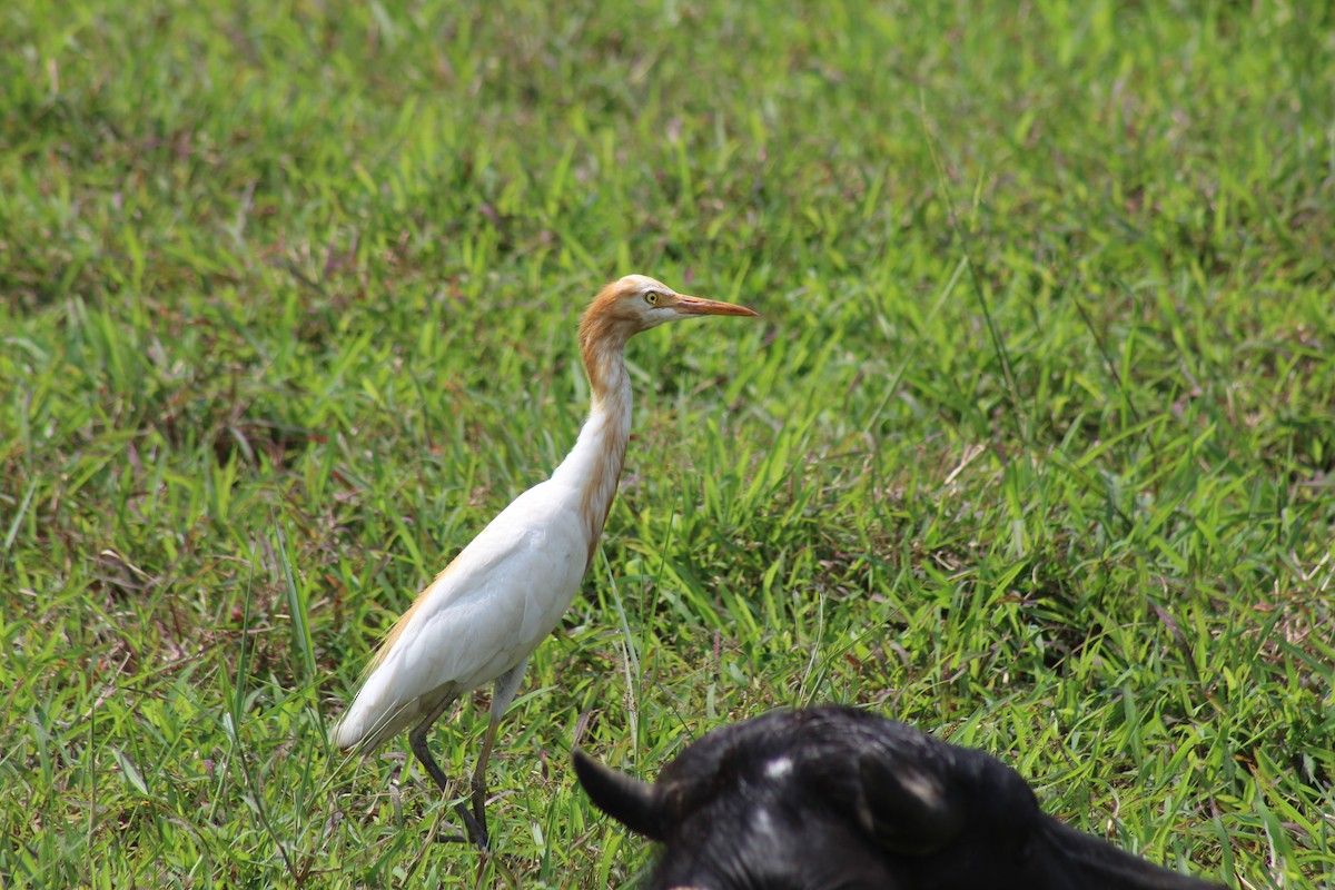 Eastern Cattle-Egret - ML646582933