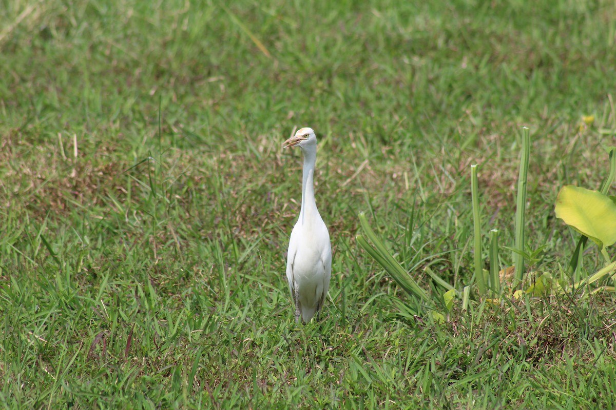 Eastern Cattle-Egret - ML646582934