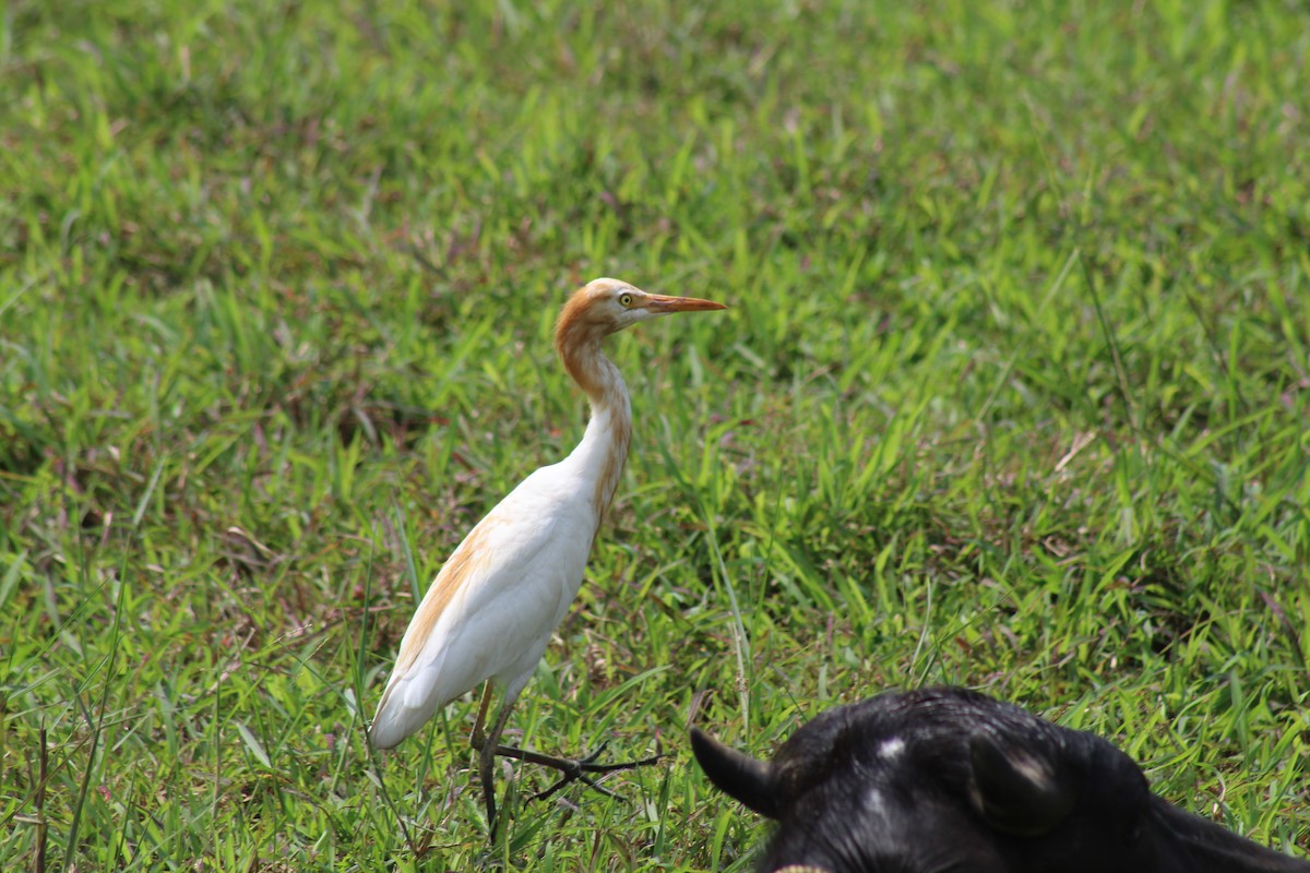 Héron de Coromandel - ML646582935