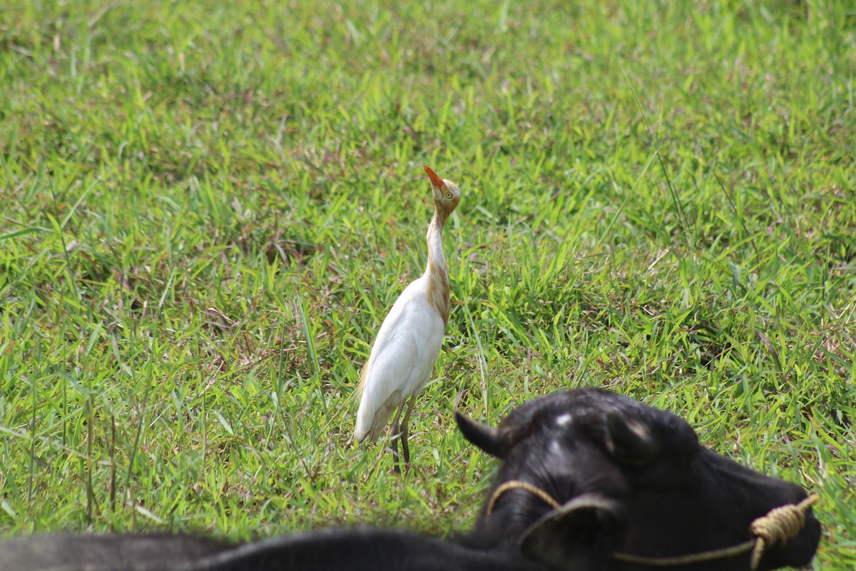 Héron de Coromandel - ML646582936