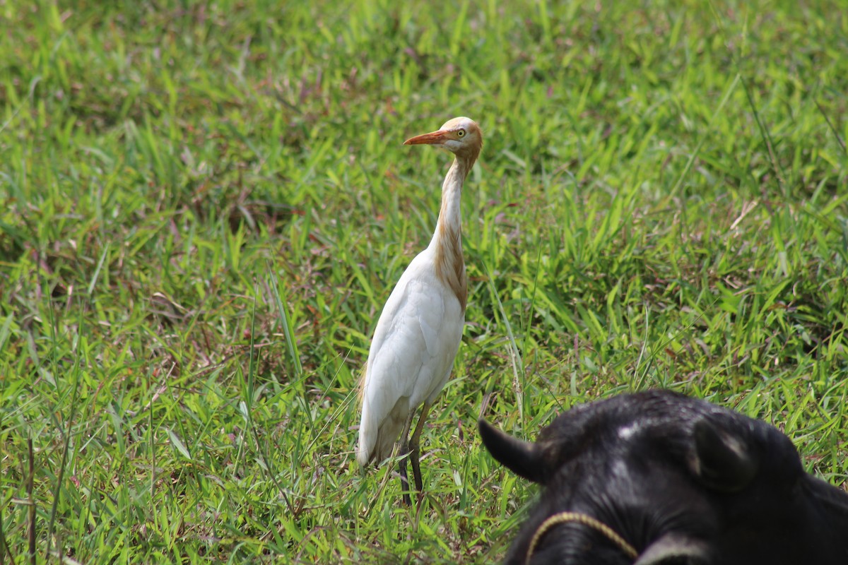 Eastern Cattle-Egret - ML646582937