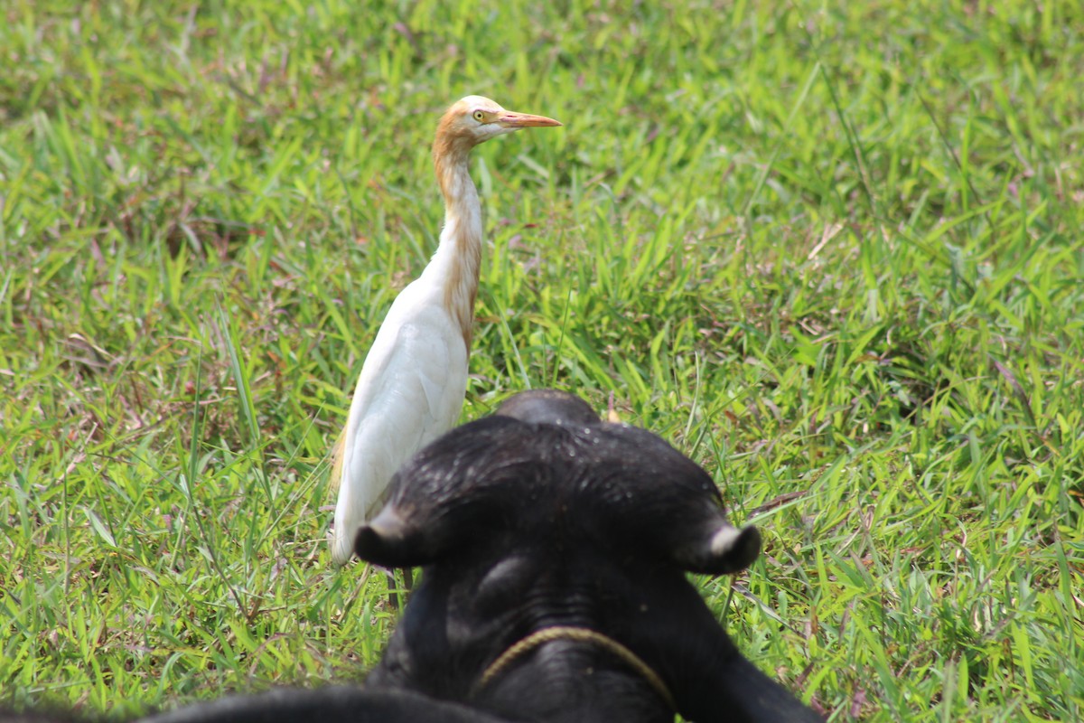 Héron de Coromandel - ML646582938