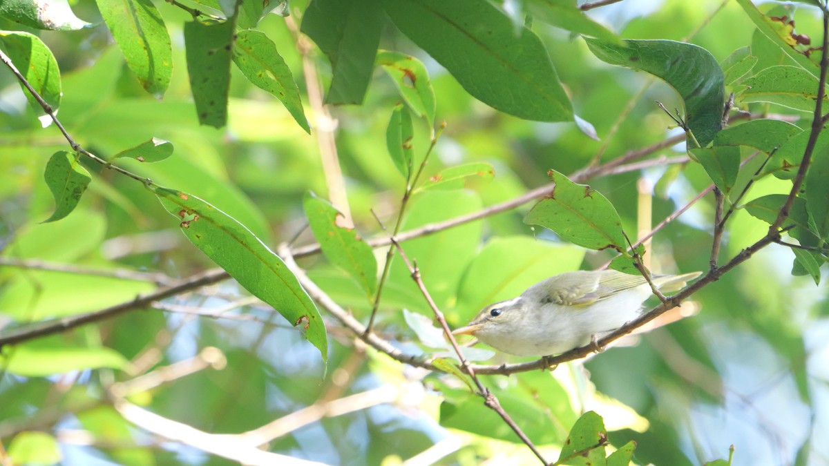 Eastern Crowned Warbler - ML646582940