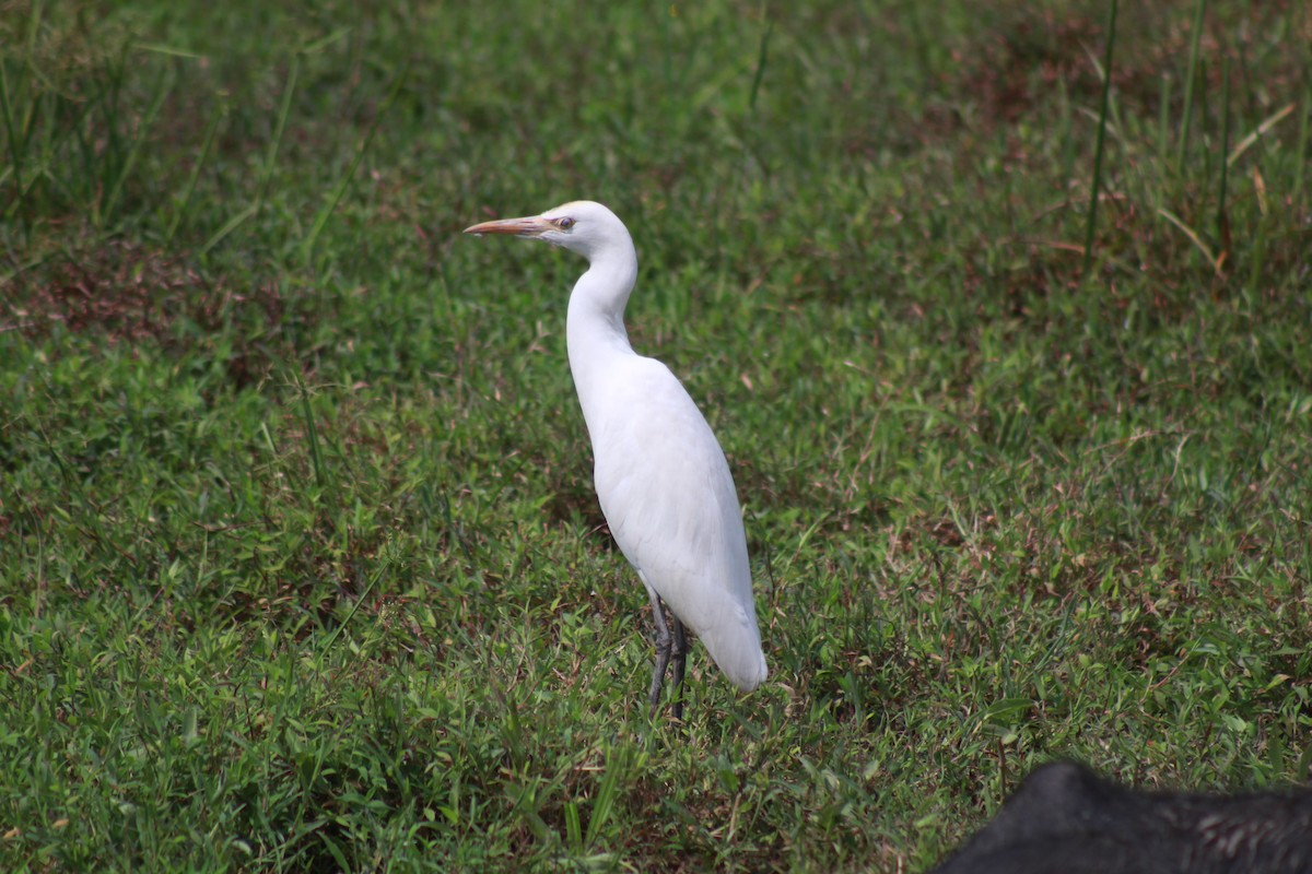 Héron de Coromandel - ML646582941