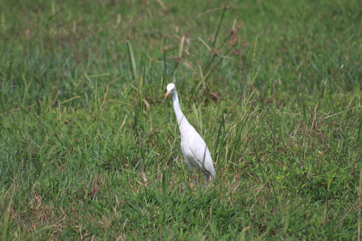 Héron de Coromandel - ML646582942